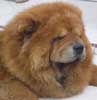 Chow Chow