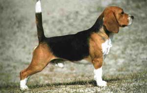 Anjing Beagle