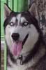 Siberian Husky