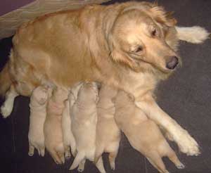 Breeding, Untuk Pemula