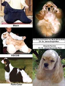 Anjing American Cocker Spaniel