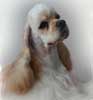 Anjing American Cocker Spaniel