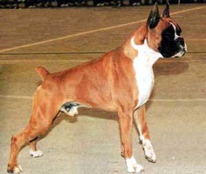 Anjing Boxer