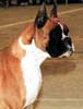 Anjing Boxer