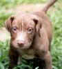 Gold Digger PitBuLLs