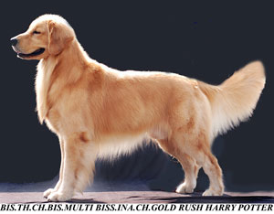 BIS.TH.CH.BIS.MULTI BISS.INA.CH.GOLD RUSH HARRY POTTER