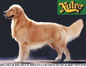  Harry Potter Meraih Best In Exhibition