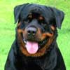 Kichi Kennel
