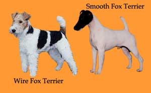 Anjing Fox Terrier
