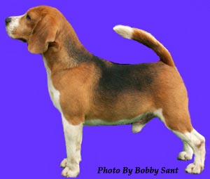 INA. TH. CH. PUPPY LOVES NICOLAS