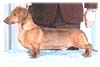 Dachindo Kennel (Miniature Dachshund)
