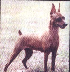 Debe Haus Kennel (Miniature Pincher & Dobermann)
