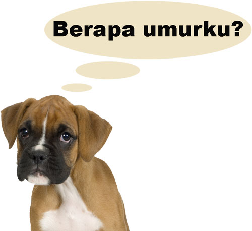 anjing anjing