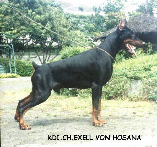 Dobermann Von Hosana