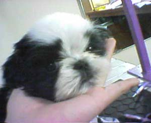 Majesty's Shihtzu