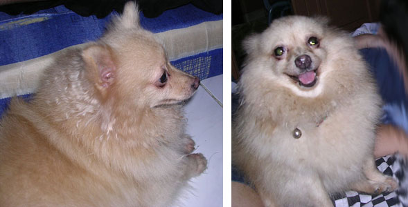Pomeranian Hilang Di Sekitar Ruko Daan Mogot Baru