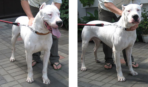 Firefox Dogo Argentino Kennel