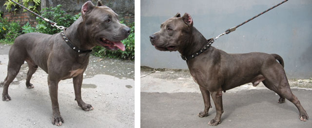 Blue Demon Von Gober Kennel