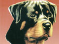 Pameran Trah Rottweiler KRI Jawa Barat