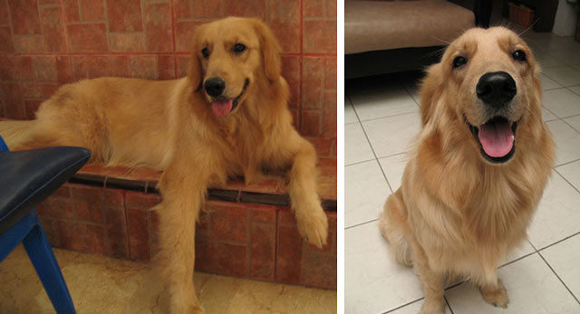 Golden Retriever Hilang Di Perum Taman Ratu