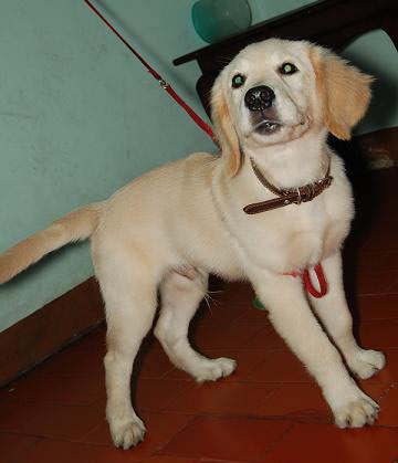 Golden Retriever Hilang Di Tomang