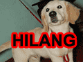 Golden Retriever Hilang Di Tomang