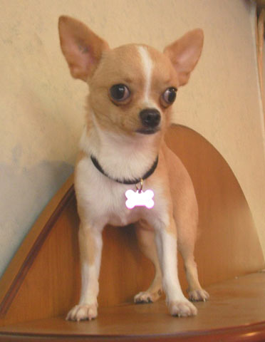 D.Spy Von Ray Rainbow