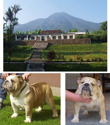 Java-Bulls Kennel