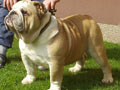 Java-Bulls Kennel