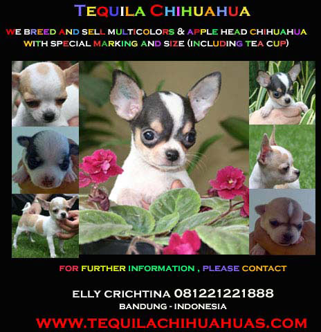 Tequila Chihuahuas 