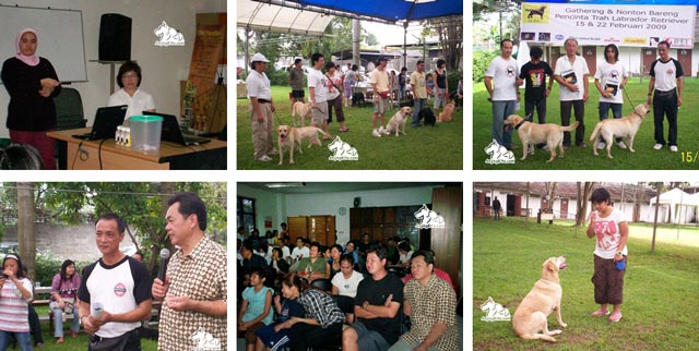 Liputan Valentine Bareng Labrador Retriever