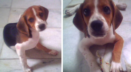 Beagle Hilang Di Daan Mogot Estate