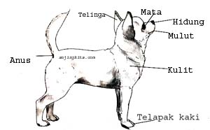 Tips Kesehatan