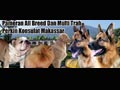 Pameran All Breed & Multi Trah Perkin Konsulat Makassar