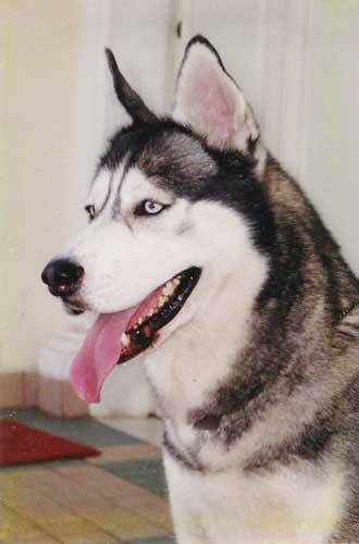 Wolf's Rain Cosmic