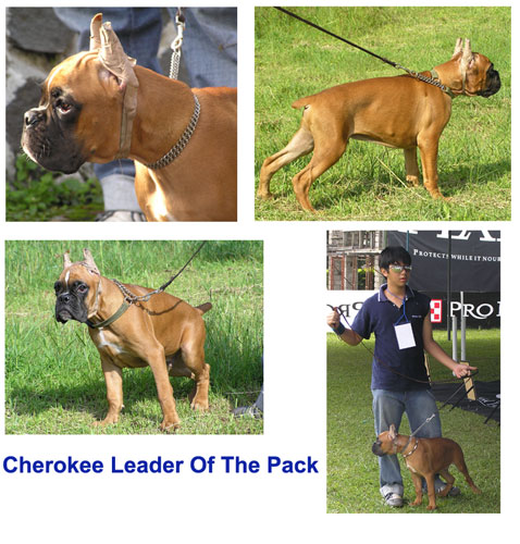 Leader Of The Pack Kennel