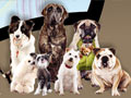 Pameran Multi Trah, All Breed & Karya Guna Perkin Jabar