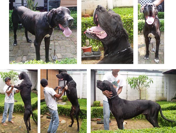 Bruno von Dhinda Kennel