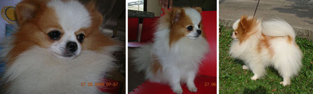 Toshi 