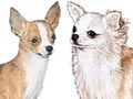 Polling Tentang Persilangan Jenis Rambut Anjing Chihuahua