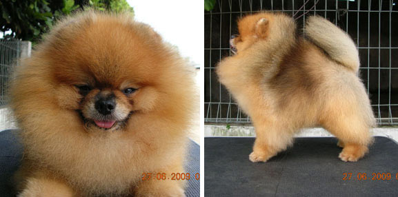 Chertam of Pailin Kennel