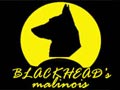 Latihan Bersama H.Lim Schutzhund Club USA