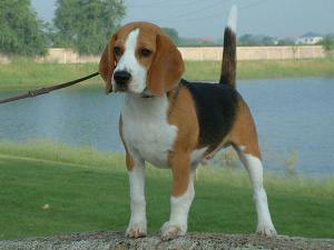 INA.CH.Ceasar�s Sebastian