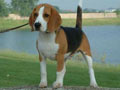 INA.CH.Ceasar�s Sebastian
