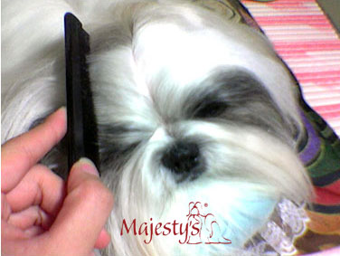 Membuat Topknot Ala Majesty Shih Tzu
