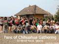Fans of Chihuahuas Gathering�Yang Pertama�di Ancol