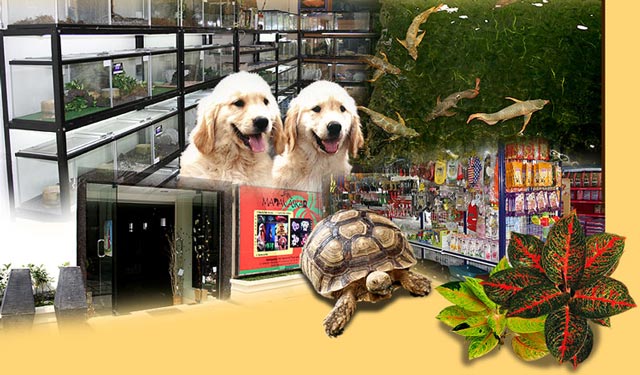 Madagaskar-PetCentre.Com