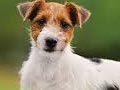 Anjing Jack Russel Terrier