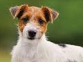 Anjing Jack Russel Terrier