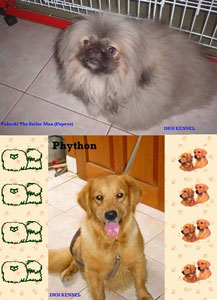 Digi Kennel